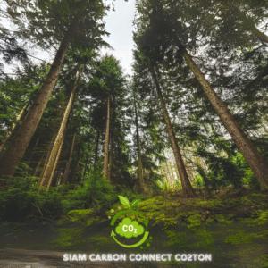 Commercial Forest Carbon Credit /tCO2eq