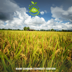 Low-Carbon Agriculture Credit /tCO2eq