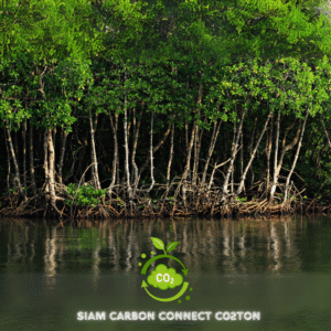 Mangrove Forest Carbon Credit /tCO2eq